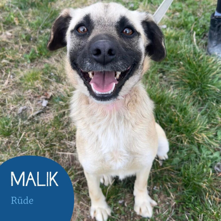 Mehr über den Artikel erfahren MALIK