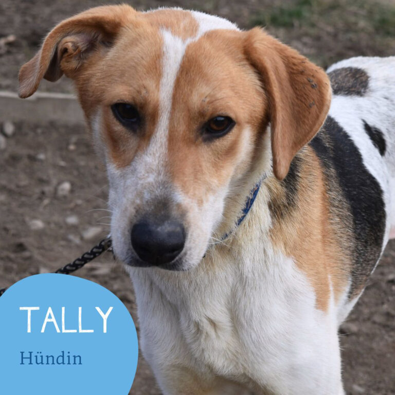 Mehr über den Artikel erfahren TALLY