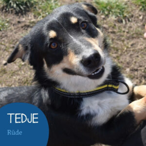 Mehr über den Artikel erfahren TEDJE