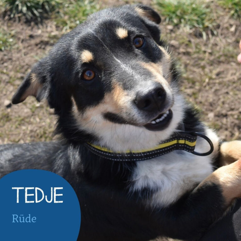 Mehr über den Artikel erfahren TEDJE