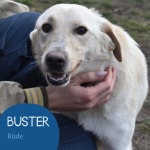 Mehr über den Artikel erfahren BUSTER