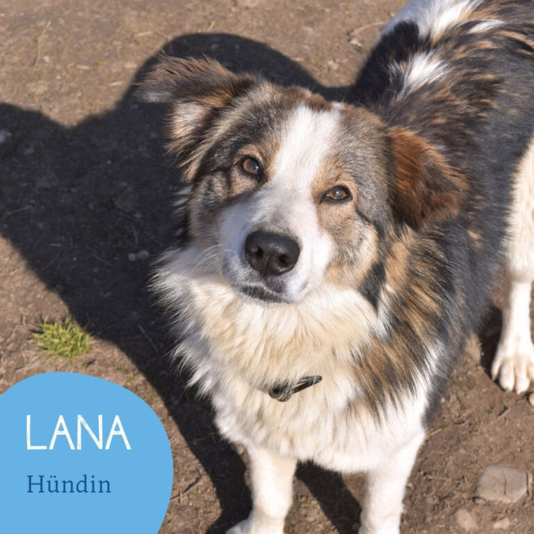 Mehr über den Artikel erfahren LANA