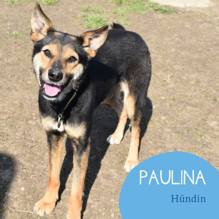 Mehr über den Artikel erfahren PAULINA