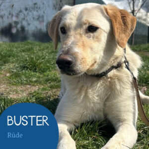 Mehr über den Artikel erfahren BUSTER