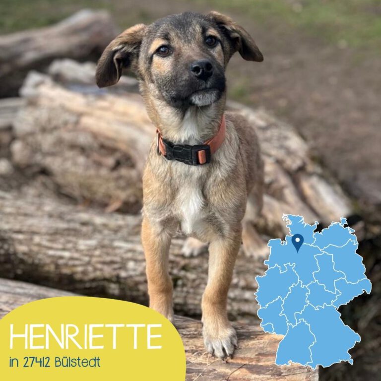 Mehr über den Artikel erfahren HENRIETTE