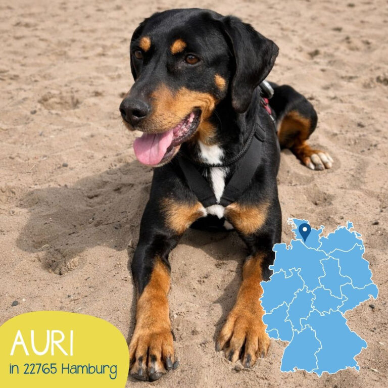 Mehr über den Artikel erfahren AURI