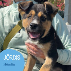 Mehr über den Artikel erfahren JÖRDIS