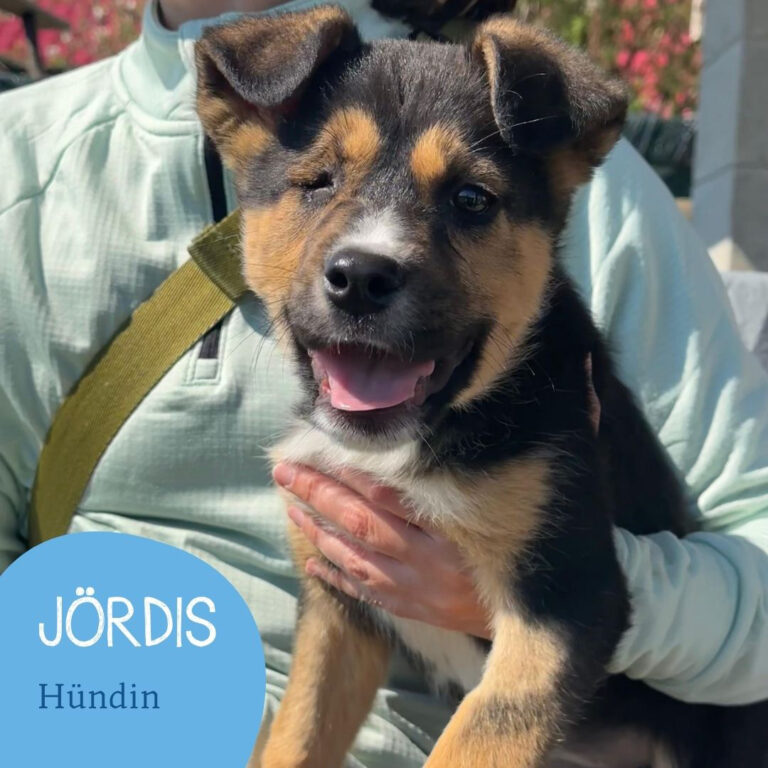 Mehr über den Artikel erfahren JÖRDIS