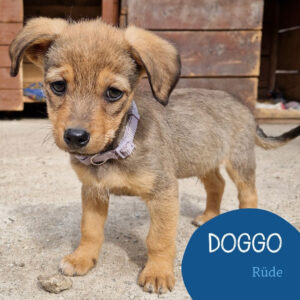 Mehr über den Artikel erfahren DOGGO