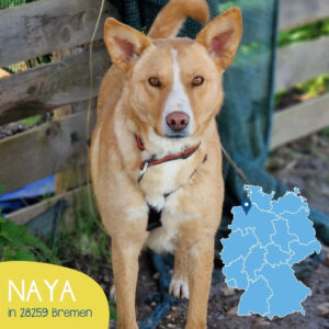 Mehr über den Artikel erfahren NAYA