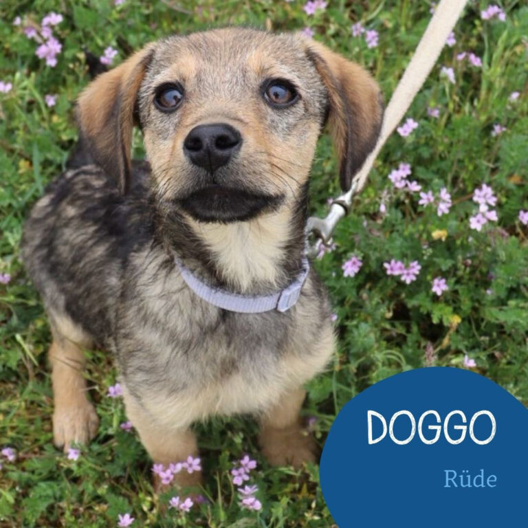 Mehr über den Artikel erfahren DOGGO