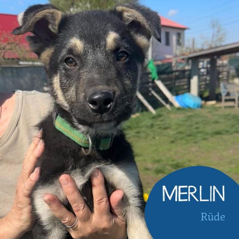 Mehr über den Artikel erfahren MERLIN