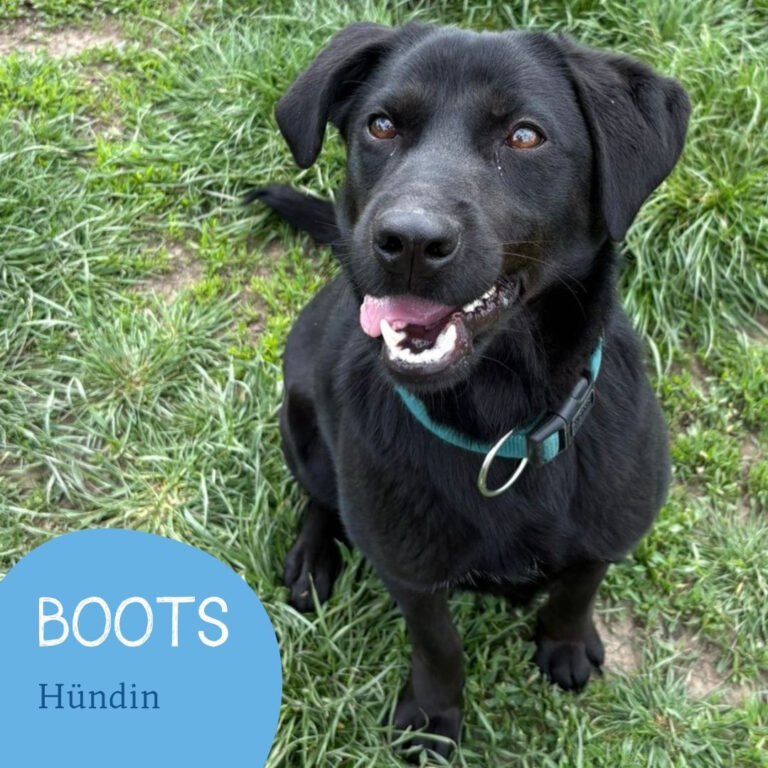 Mehr über den Artikel erfahren BOOTS
