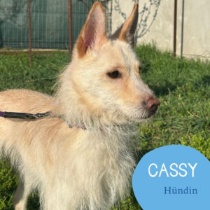 Mehr über den Artikel erfahren CASSY