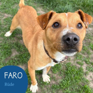 Mehr über den Artikel erfahren FARO