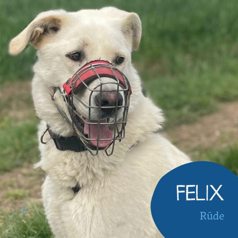 Mehr über den Artikel erfahren FELIX