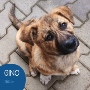 Mehr über den Artikel erfahren GINO