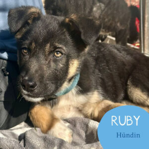 Mehr über den Artikel erfahren RUBY