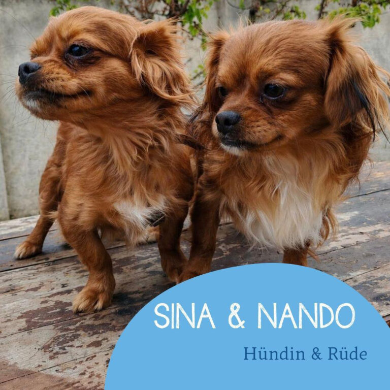 Mehr über den Artikel erfahren NANDO & SINA