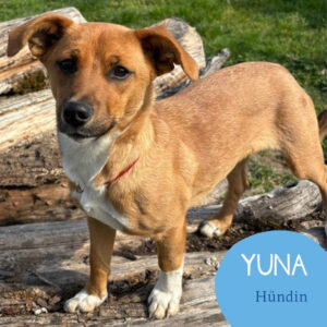 Mehr über den Artikel erfahren YUNA