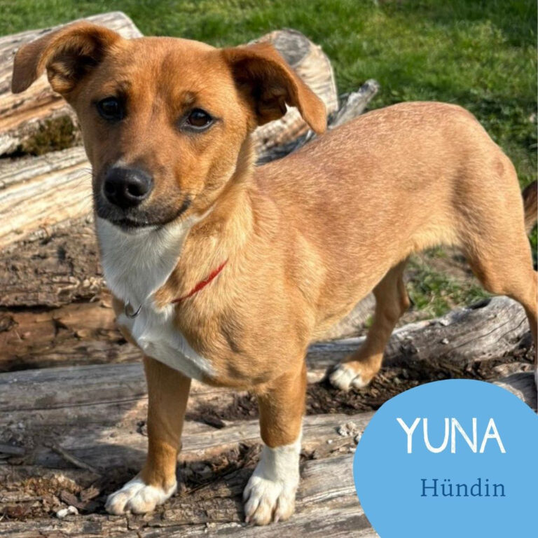 Mehr über den Artikel erfahren YUNA