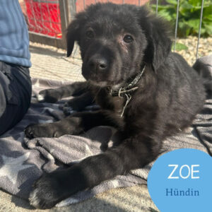 Mehr über den Artikel erfahren ZOE