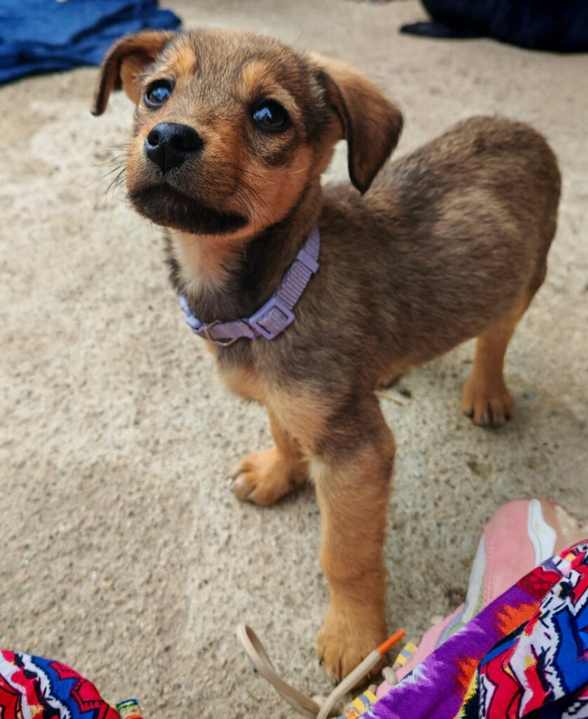 00_doggo_gal1