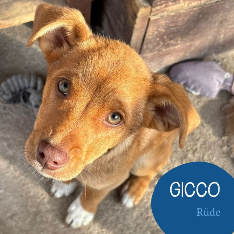 Mehr über den Artikel erfahren GICCO