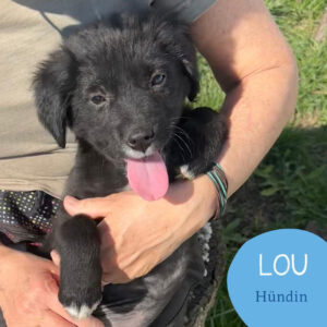 Mehr über den Artikel erfahren LOU