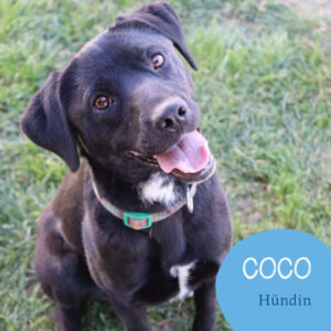 Mehr über den Artikel erfahren COCO