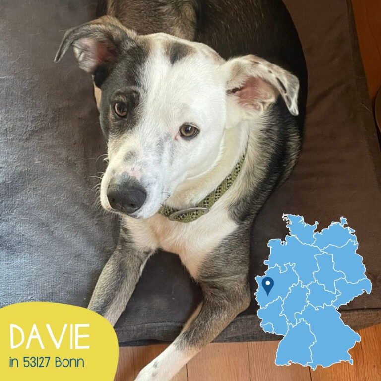 Mehr über den Artikel erfahren DAVIE