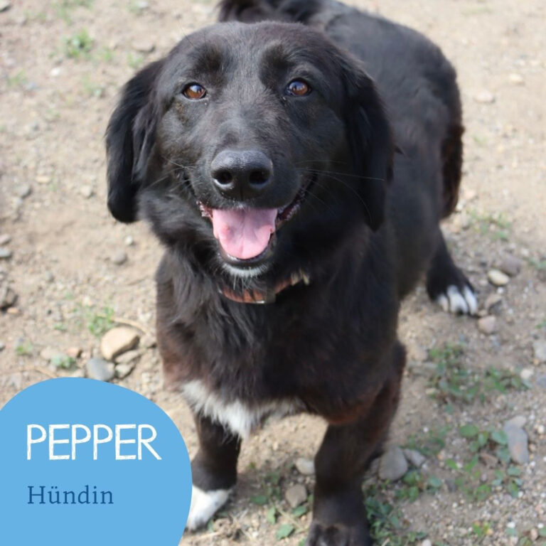 Mehr über den Artikel erfahren PEPPER