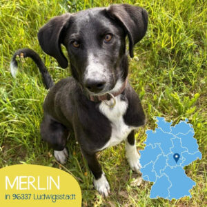 Mehr über den Artikel erfahren MERLIN