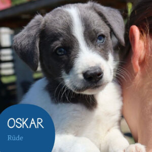 Mehr über den Artikel erfahren OSKAR