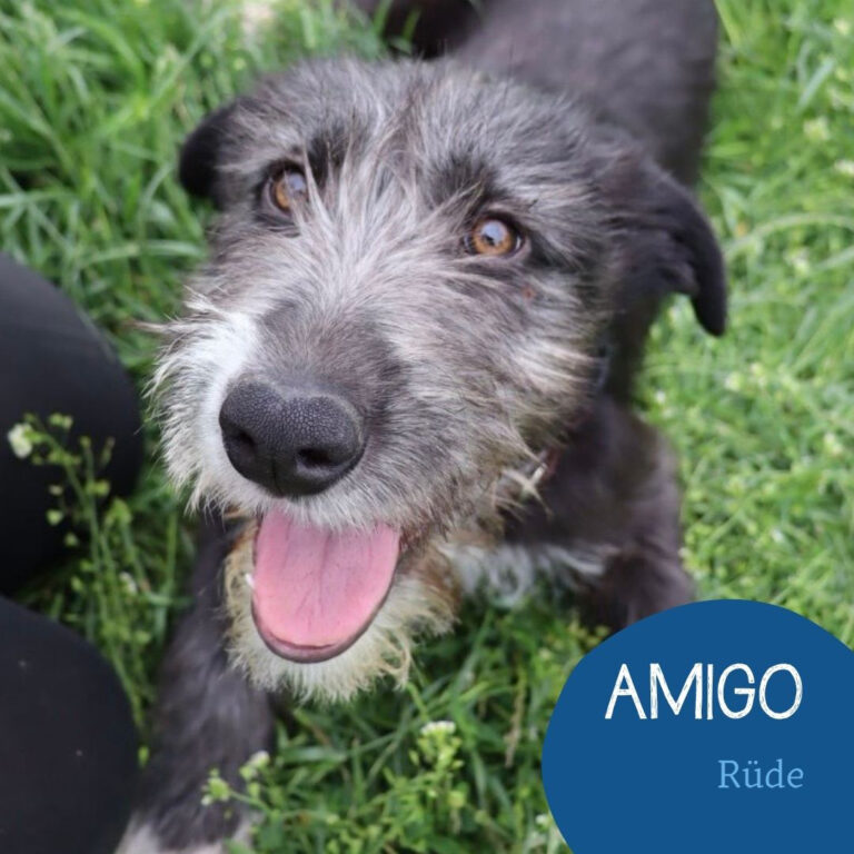Mehr über den Artikel erfahren AMIGO