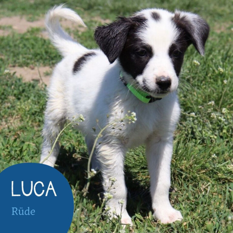 Mehr über den Artikel erfahren LUCA