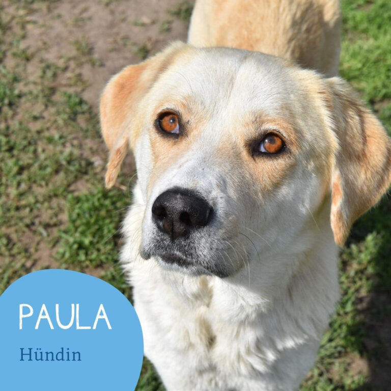 Mehr über den Artikel erfahren PAULA
