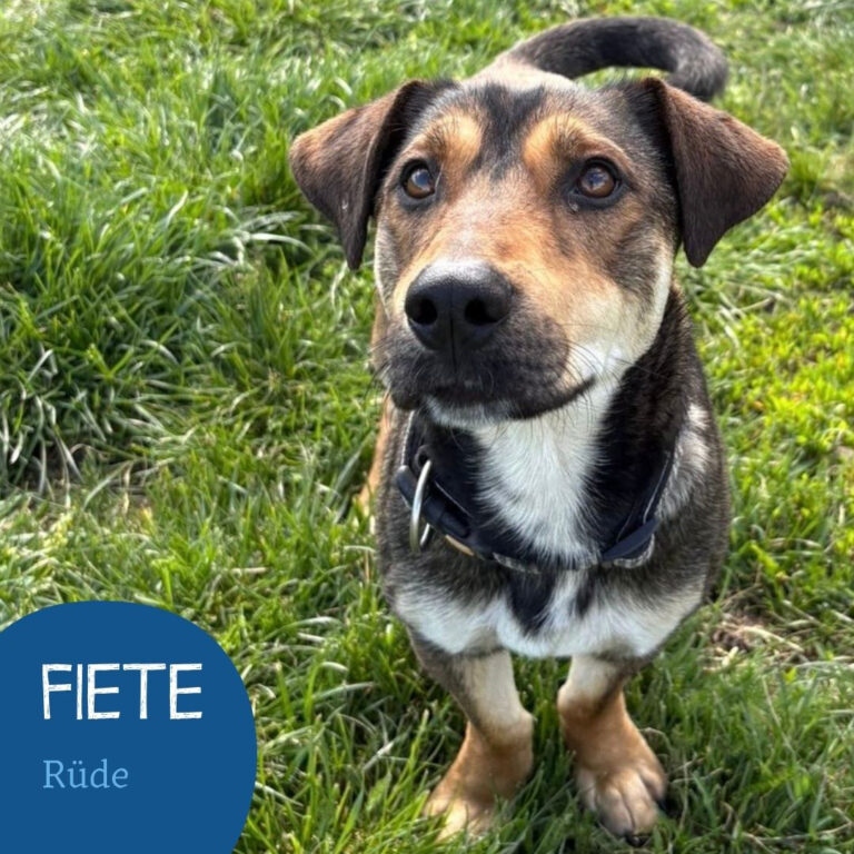 Mehr über den Artikel erfahren FIETE