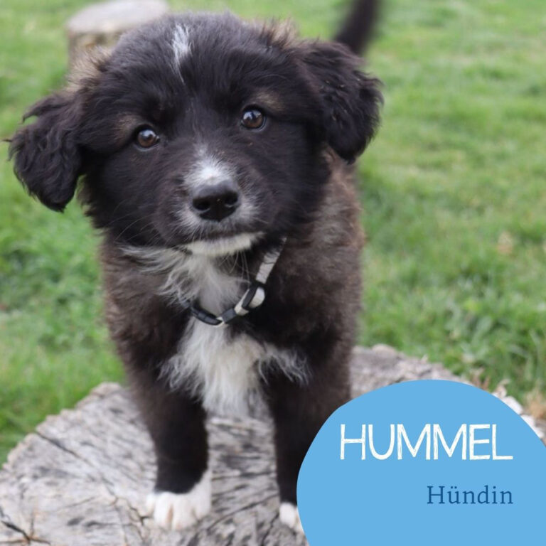 Mehr über den Artikel erfahren HUMMEL