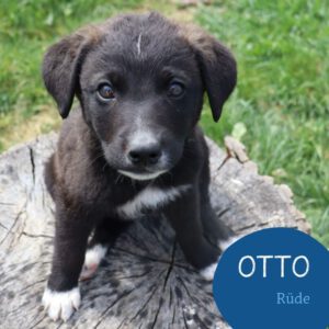 Mehr über den Artikel erfahren OTTO