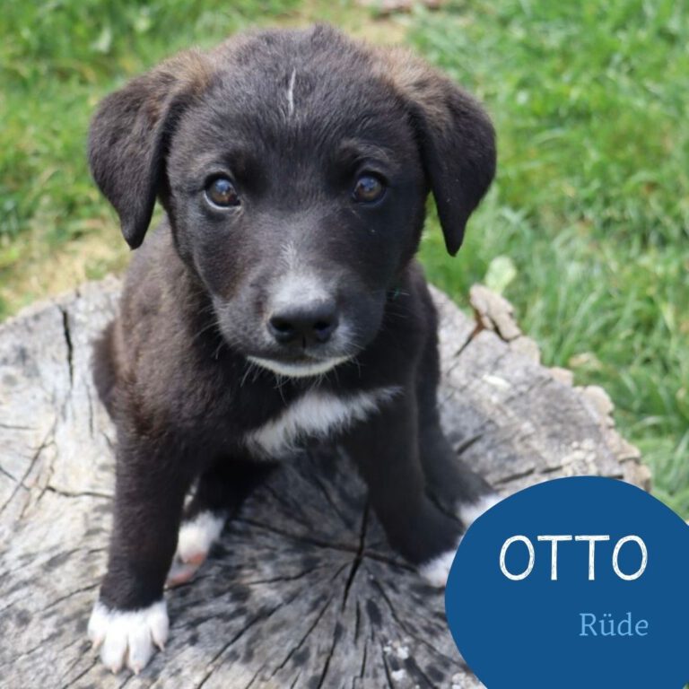 Mehr über den Artikel erfahren OTTO