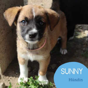 Mehr über den Artikel erfahren SUNNY