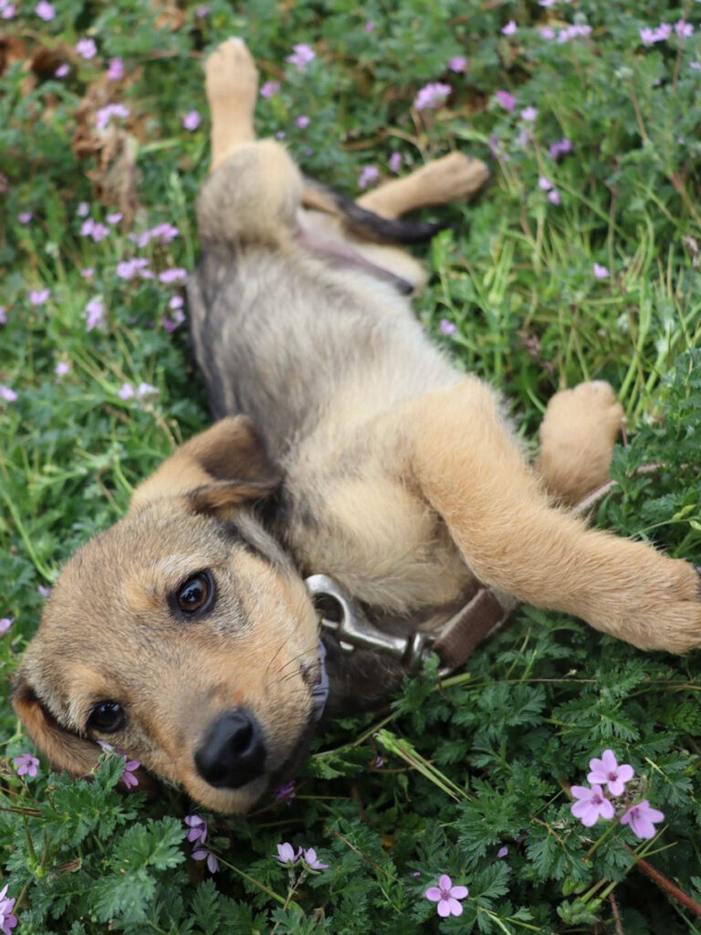 02_doggo_g1