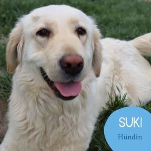 Mehr über den Artikel erfahren SUKI