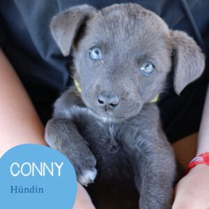 Mehr über den Artikel erfahren CONNY
