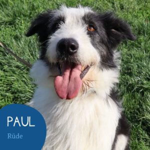 Mehr über den Artikel erfahren PAUL