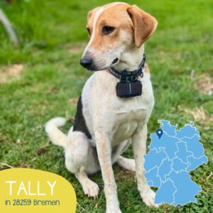 Mehr über den Artikel erfahren TALLY