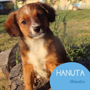 Mehr über den Artikel erfahren HANUTA