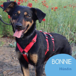 Mehr über den Artikel erfahren BONNIE