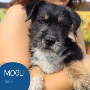 Mehr über den Artikel erfahren MOGLI